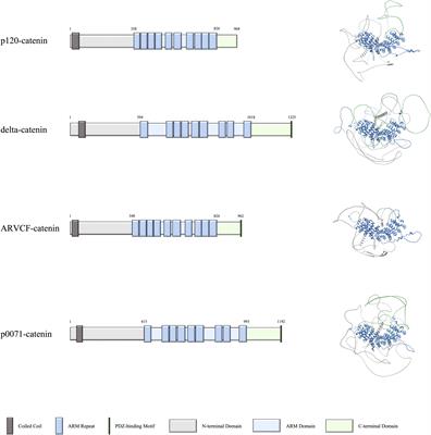 p120-catenin subfamily members have distinct as well as shared effects on dendrite morphology during neuron development in vitro